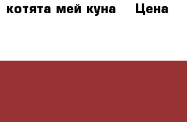 котята мей куна  › Цена ­ 5 000 - Тульская обл., Донской г. Животные и растения » Кошки   